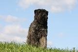 BOUVIER DES FLANDRES 333